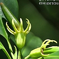 Bruguiera exaristata (Rib-fruited Orange Mangrove) in Lake street in Cairns ニセオヒルギ<br />Canon EOS 7D + EF70-200 F4L IS +EF1.4xII